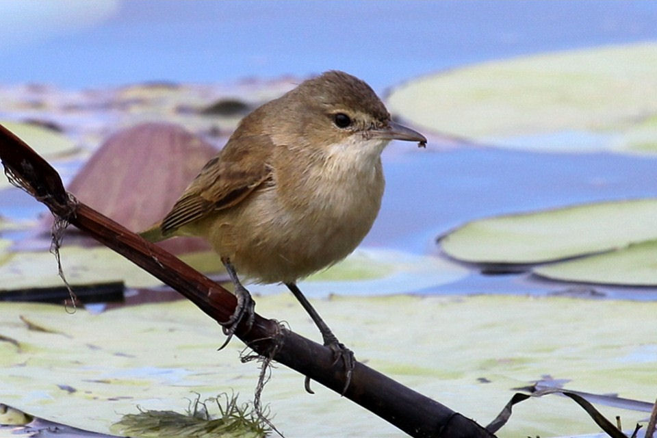 Australian Reed-Warbler (Acrocephalus australis)